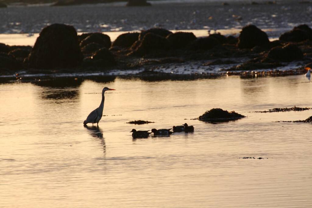Curlews Rest - Gateway To The Aran Islands Daire Galway Dış mekan fotoğraf