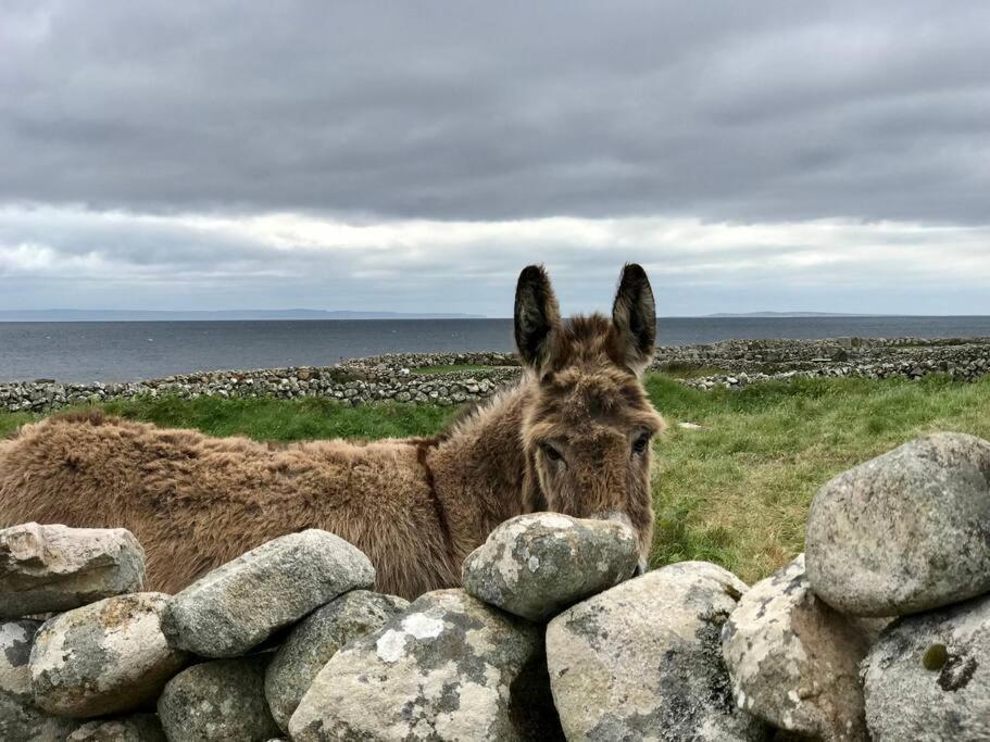 Curlews Rest - Gateway To The Aran Islands Daire Galway Dış mekan fotoğraf